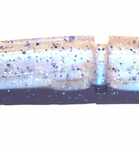 Blue Shad
